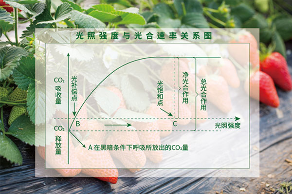 光照度與光合速率關(guān)系圖